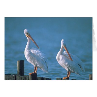 American White Pelicans Greeting Card by bm1959h