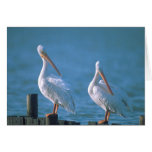 American White Pelicans Greeting Card