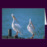 American White Pelicans