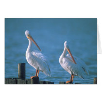 American White Pelicans cards by bm1959h American White Pelicans cards