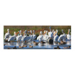 American White Pelicans