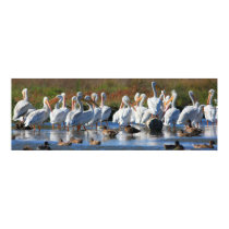 American White Pelicans posters