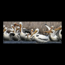 American White Pelicans posters
