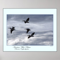 American White Pelicans Print