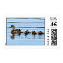 American Wigeon Brood postage by moxieann American Wigeon Brood postage