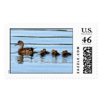 American Wigeon Brood postage by moxieann American Wigeon Brood postage