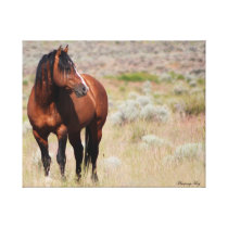 American Wild Mustang Stallion canvas prints