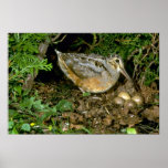 American Woodcock with eggs Poster
