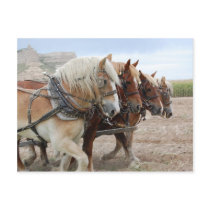 American Work Horse Post Cards