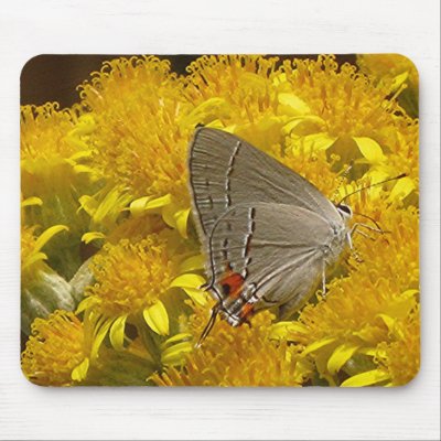 AMILDA'S GRAY HAIRSTREAK mousepad by PKHVRH