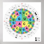 Amino Acid Base Sequence Table Diagram Posters