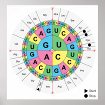 Amino Acid Base Sequence Table Diagram Posters