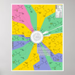 Amino Acid Chemical Molecule Identification Chart posters