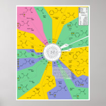 Amino Acid Chemical Molecule Identification Chart Poster