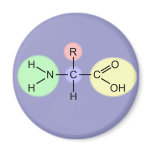 Amino Acid Diagram Refrigerator Magnet