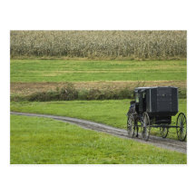 Amish buggy on farm lane, Northeastern Ohio, Post Cards