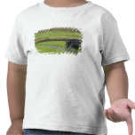 Amish buggy on farm lane, Northeastern Ohio, Shirt