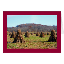 Amish Fields cards by terjdw Amish Fields cards