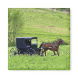 Amish horse and buggy near Berlin, Ohio. Magnet