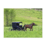 Amish horse and buggy near Berlin, Ohio. Postcards