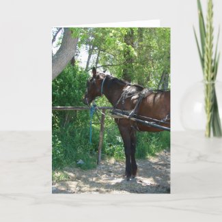 Amish Horse card