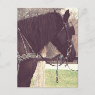 Amish Horse postcard