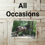 Amish Horse Waiting Patiently Greeting Cards