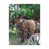 Amish Horses postcards by angelandspot Amish Horses postcards