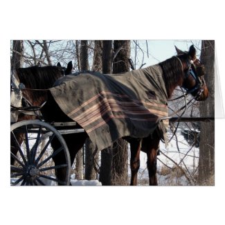 Amish Horses Waiting In Winter card