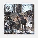 Amish Horses Waiting In Winter Magnets