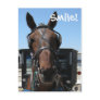 Amish Smile! Post Card