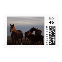 Amish Working Horses Postage Stamp