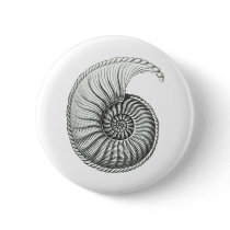 Ammonite 1 pinback button