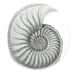 Ammonite 1 stickers
