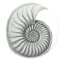Ammonite 1 stickers