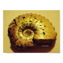Ammonite Fossil, Folkestone posters
