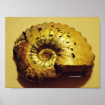 Ammonite Fossil, Folkestone Posters