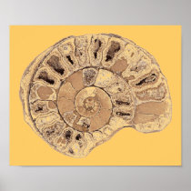 Ammonite (Fossil) Poster