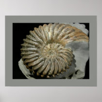Ammonite Hoplites Dentatus, Gault Posters