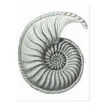 Ammonite Post Card