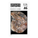 Ammonite postage