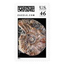 Ammonite postage