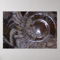Ammonite Print