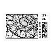 Ammonite Storm Stamp
