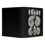Ammonites binders