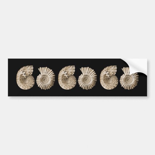 Ammonites Bumper Sticker