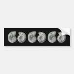Ammonites Bumper Sticker