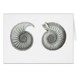 Ammonites Cards