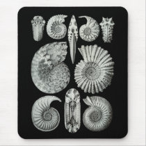 Ammonites Mouse Pads