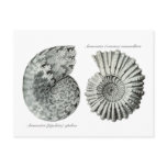 Ammonites Post Cards